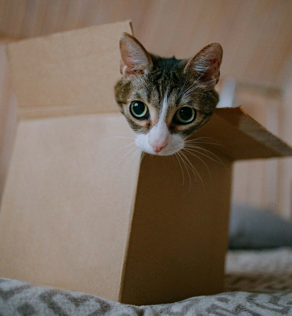 Cat in a cardboard box